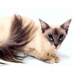 最便宜的宠物猫咪品种图片及价格,哪个品种的猫咪性格最好最温顺