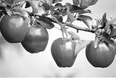 梦见别人被蜜蜂蛰是什么意思,梦见小强是什么预兆