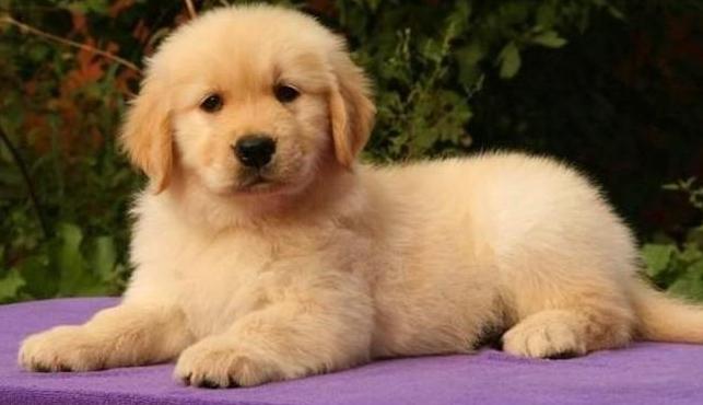 金毛容易得的病怎么预防,金毛容易得皮肤病吃什么