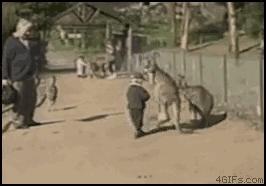 熊孩子前途不可限量,有前途的熊孩子