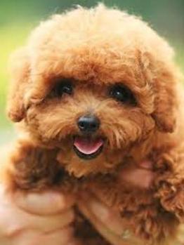 巨贵宾犬多少钱一只,宠物贵宾犬