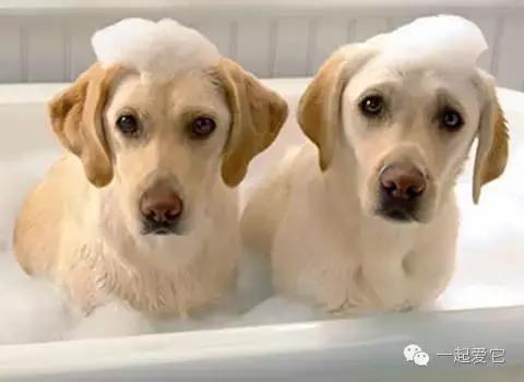 养宠小知识如何训练宠物狗上厕所,养宠攻略给猫洗澡的步骤和流程