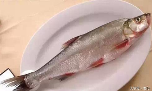 七十二杂鱼名称,三花五罗七十二杂鱼是指东北鱼吗