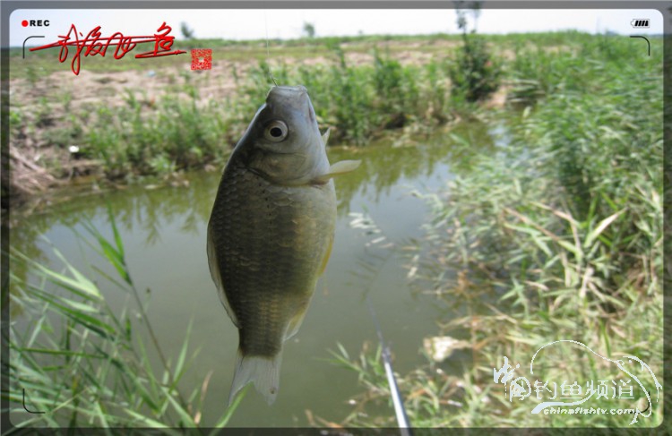 户外野钓小河沟七星鱼,鲫鱼野钓小河沟