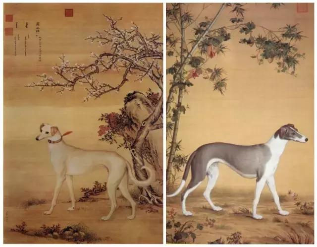 运动能力最强的宠物,动物中的运动健将