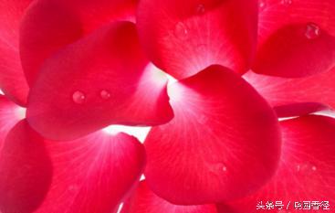 你知道七夕的意义吗,七夕节最好看的玫瑰花