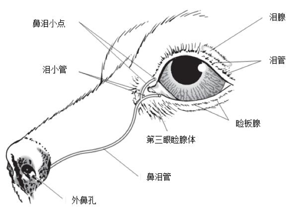 小狗狗流泪发出呜呜声音,小狗狗眼睛红肿流泪怎么办