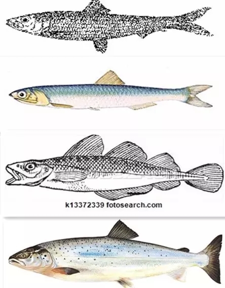 挑选鱼油：你必须知道的一些事情