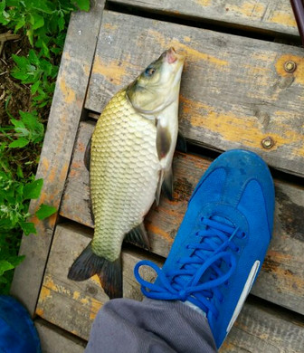 野钓真过瘾一下午钓了14条大鲫鱼,野钓大鲫鱼看着也太过瘾了