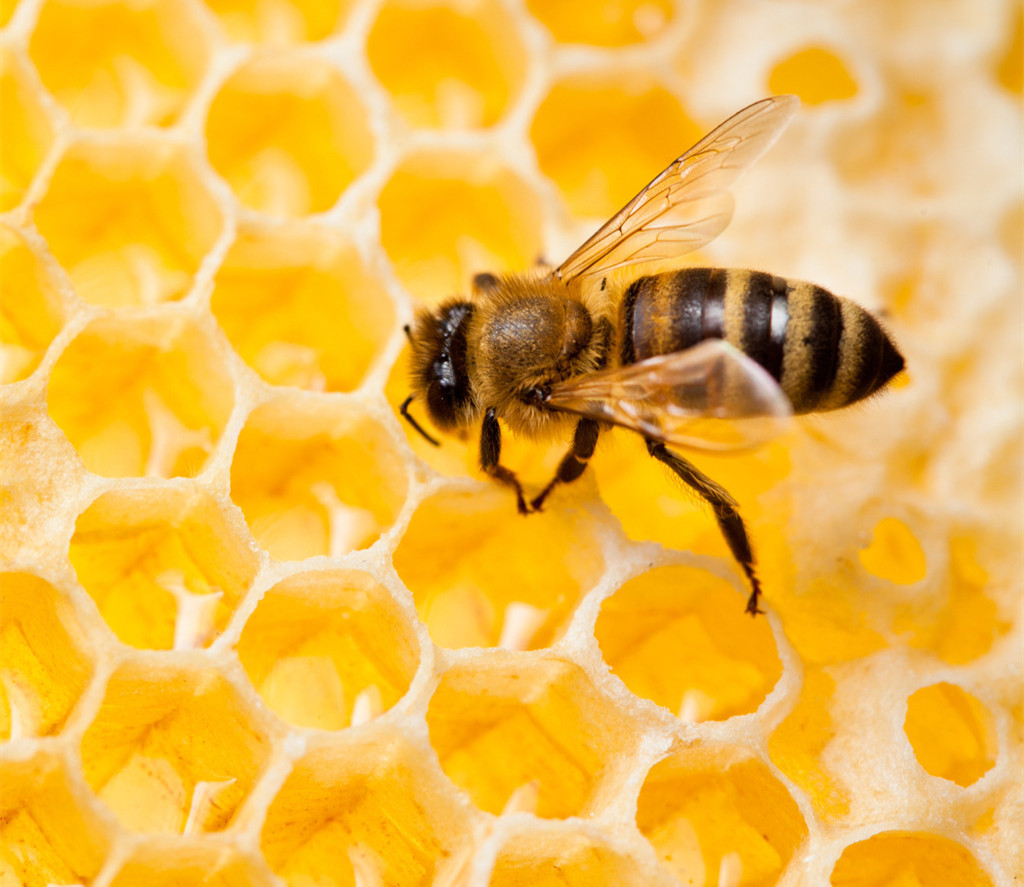 有了它，您的健康还有担忧么？