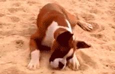 狗狗被主人吃柠檬,强迫狗狗吃柠檬了会怎样