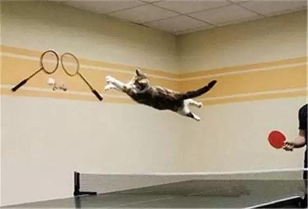 运动能力最强的宠物,动物中的运动健将