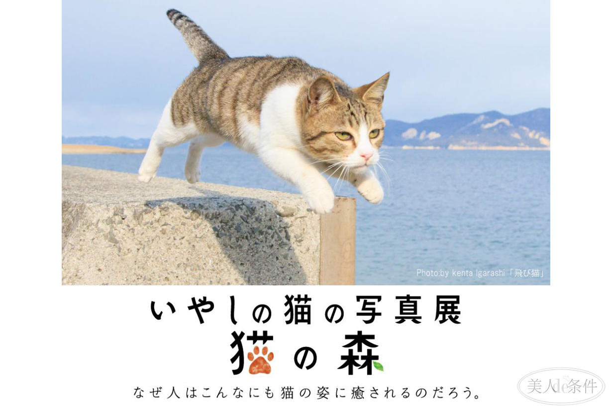 美酱参加东京奥运会了吗,美酱奥运