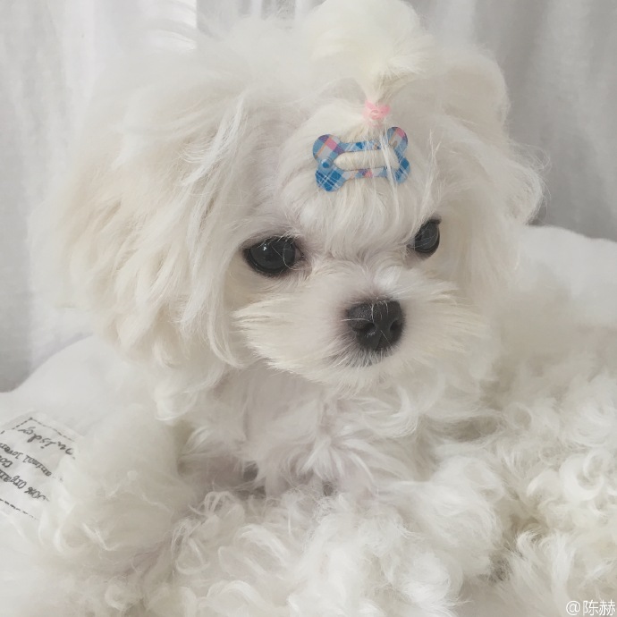 陈赫宠物狗,陈赫晒萌宠照片狗狗名字太霸气