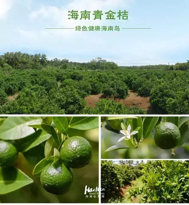 海南特产椰奶清补凉12罐86元包邮 (淘宝上的海南特产比实体店便宜)