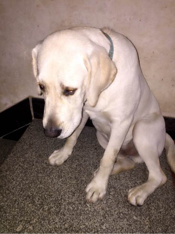 狗狗失恋了会怎么样,狗狗失恋