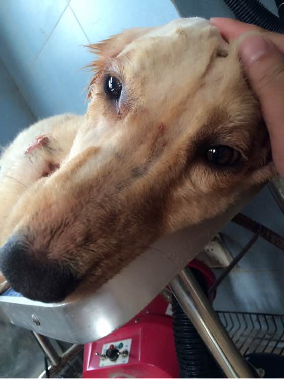 金毛突然全身抽搐瘫倒在地,金毛正常吃饭四肢瘫痪能自愈吗