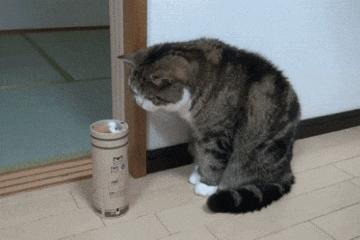 没想到你是这样的羊驼原版,没想到你是这样的狗gif