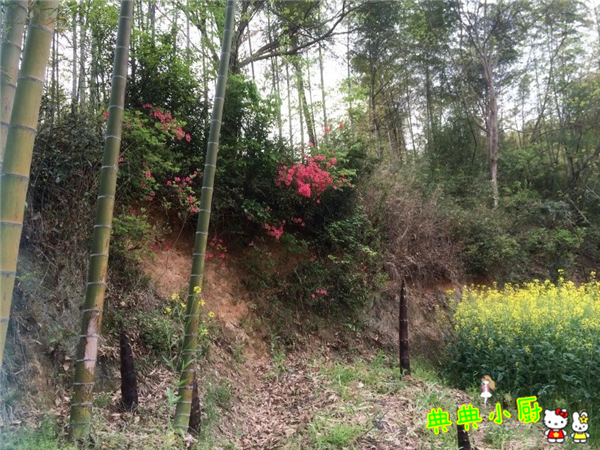 新鲜的小竹笋拿来怎么炒好吃,竹笋烧肉怎么烧才好吃