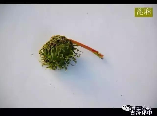 绛县种药材的村有哪些,绛县野生药材