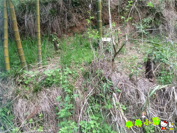 新鲜的小竹笋拿来怎么炒好吃,竹笋烧肉最好吃的做法