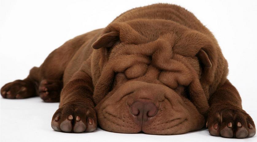 狗狗眼睑内翻手术大概多少钱,狗狗眼睑内翻注意什么