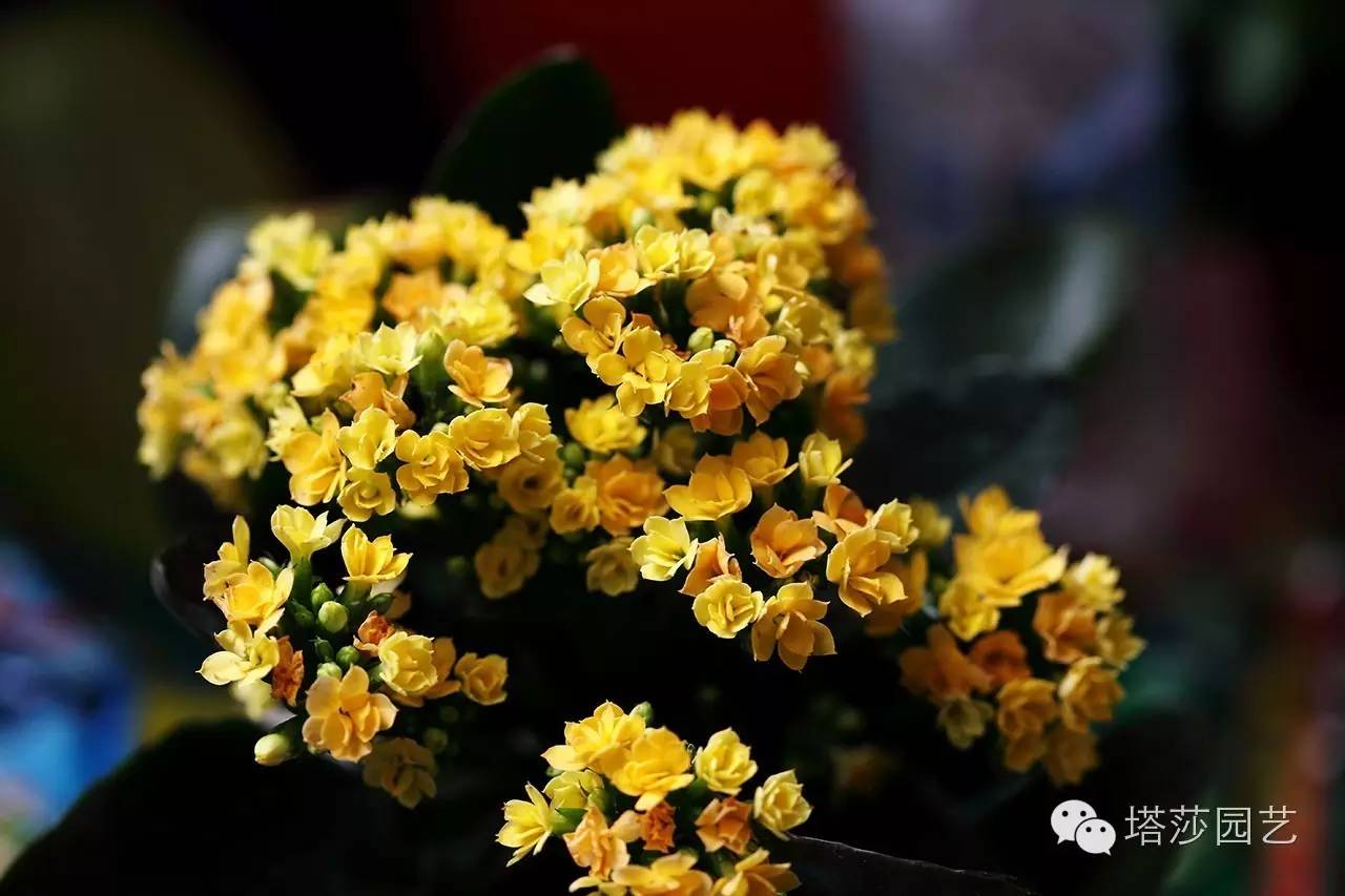 烧苗怎么挽救最好,烧苗的补救措施是