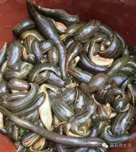 农田里吸血的虫叫什么,田里有一种吸血动物