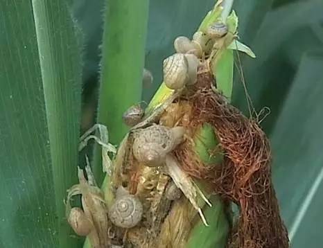白菜地里蜗牛怎么除,地里蜗牛怎么能根除