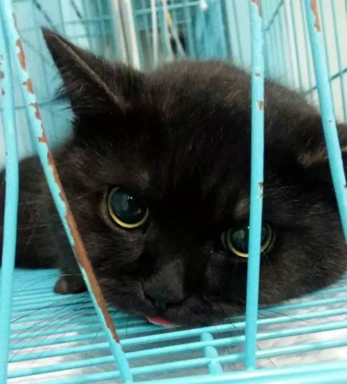 宠物大头照特效,宠物大头头像