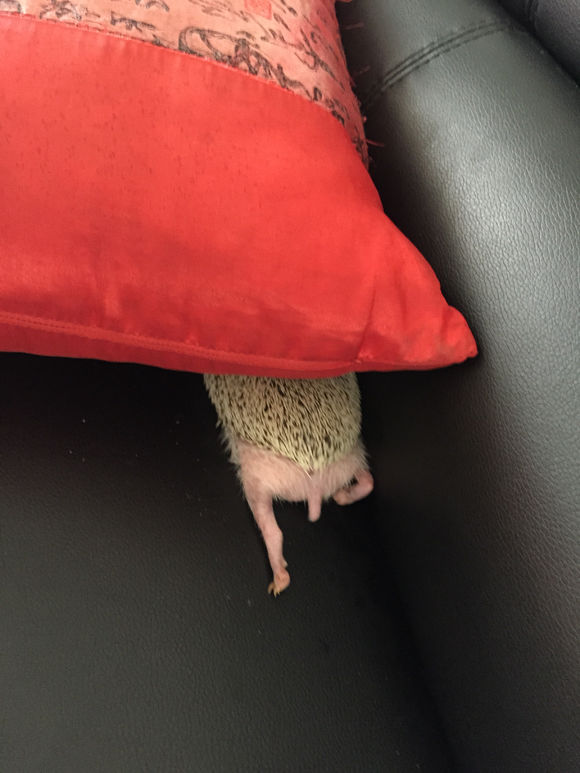 我家非洲迷你刺猬土豆的106天胖萌日记