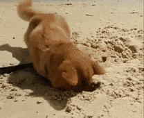 买车买日系还是德系国产,买车还是得买日系