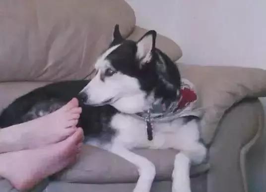 傻汪一言不合就啃脚没病可好，啃出病该怎么办？