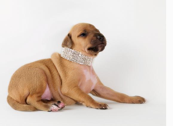 狗狗如果用臀部摩擦物体，不一定是发情，还有可能是发炎了！