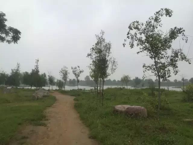 南乐西邵荷花池,南乐县西邵乡荷花池