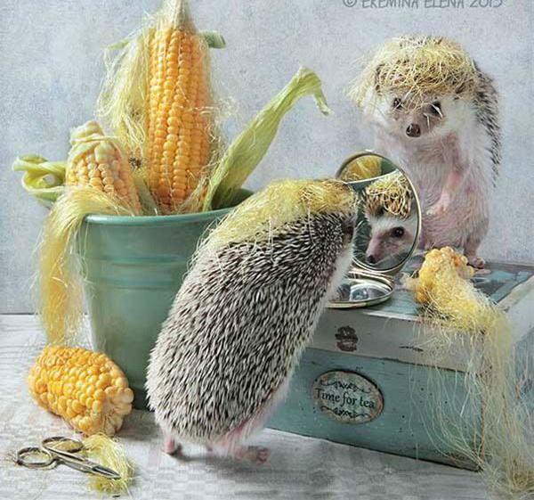 温柔可爱到爆的小刺猬,可爱呆萌小刺猬