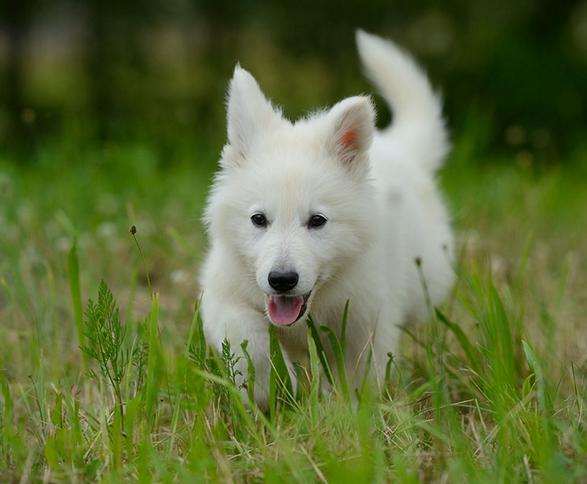 狗狗的便便干硬不吃东西,狗狗的粪便不成形带血丝