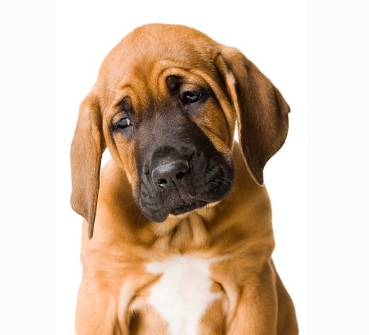 狗狗的屎不臭,狗狗的粪便少了是什么原因