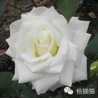 玫瑰花花语11朵代表什么,玫瑰花花语功效