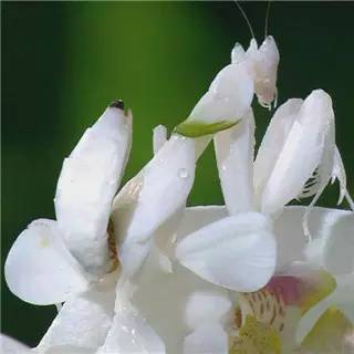 神马鬼|10万1只的奇葩昆虫宠物