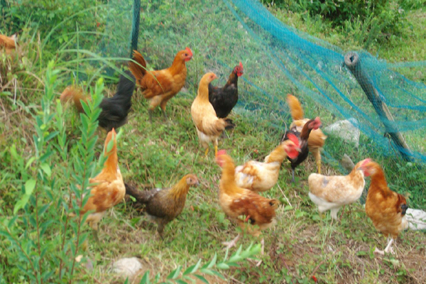 一般想买土鸡到哪里去买,去市场买鸡如何挑选