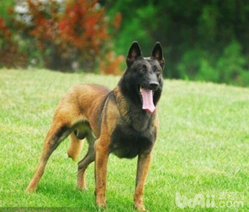 什么品种狼犬性格最好,威武霸气的狼犬