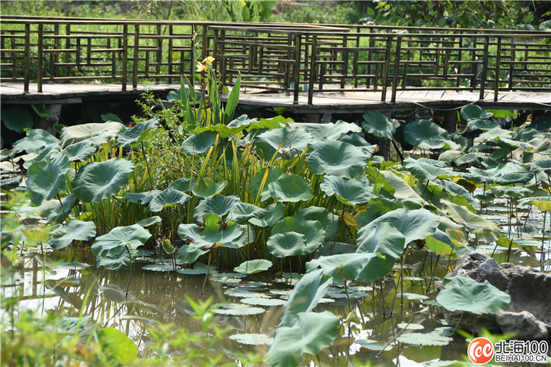 周末去哪儿玩？小编带你去合浦七里香茶庄园和石康镇“小村故事”