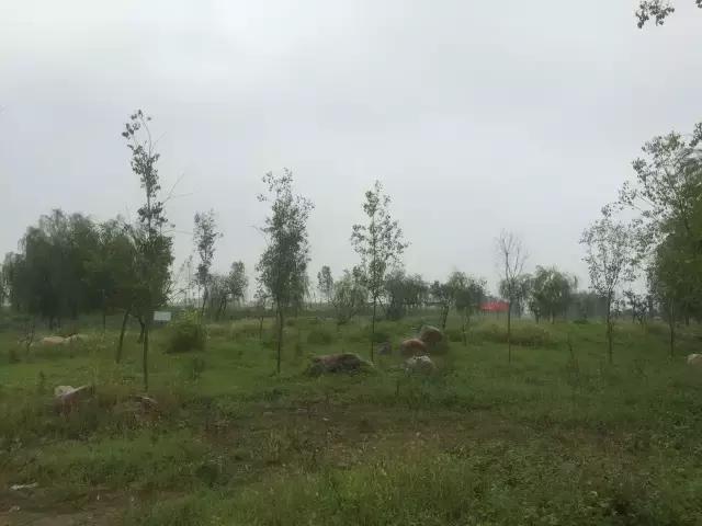 南乐西邵荷花池,南乐县西邵乡荷花池