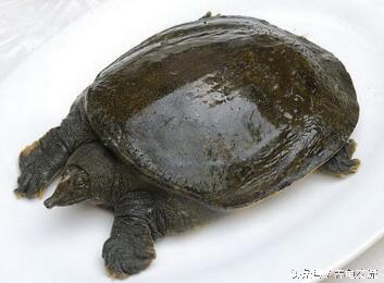 中华鳖病症,中华鳖的病害防治与管理