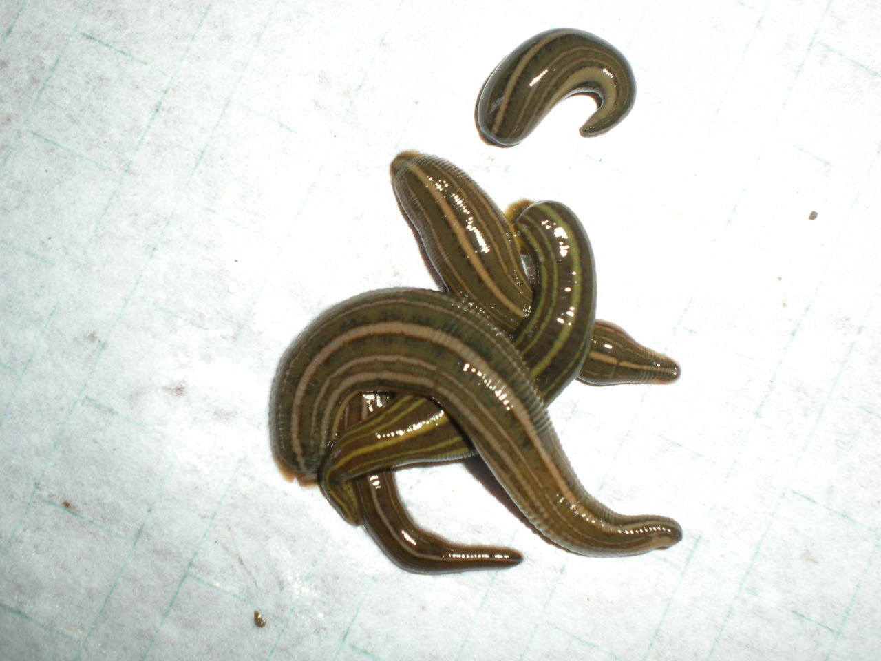 水蛭养殖什么样的水最好,水蛭养殖要求条件有哪些