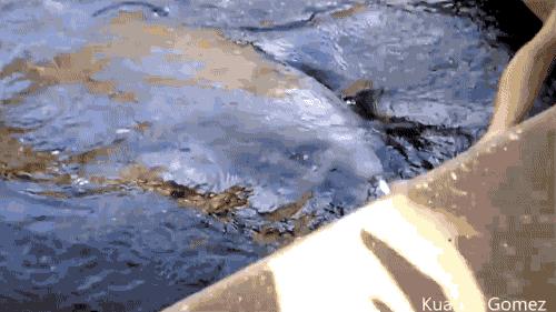 城会玩！开着汽车踢足球，用挖掘机当守门员