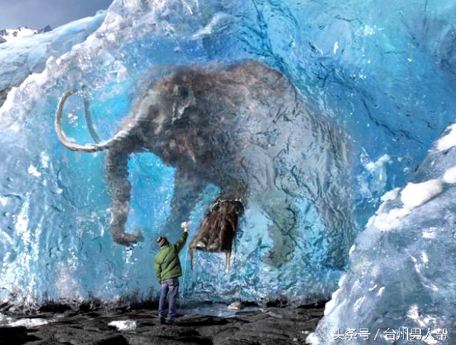 冰封数万年的猛犸象,藏传老猛犸象牙