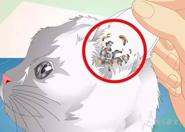 猫咪感染螨虫怎么治,猫咪耳内感染怎么治疗