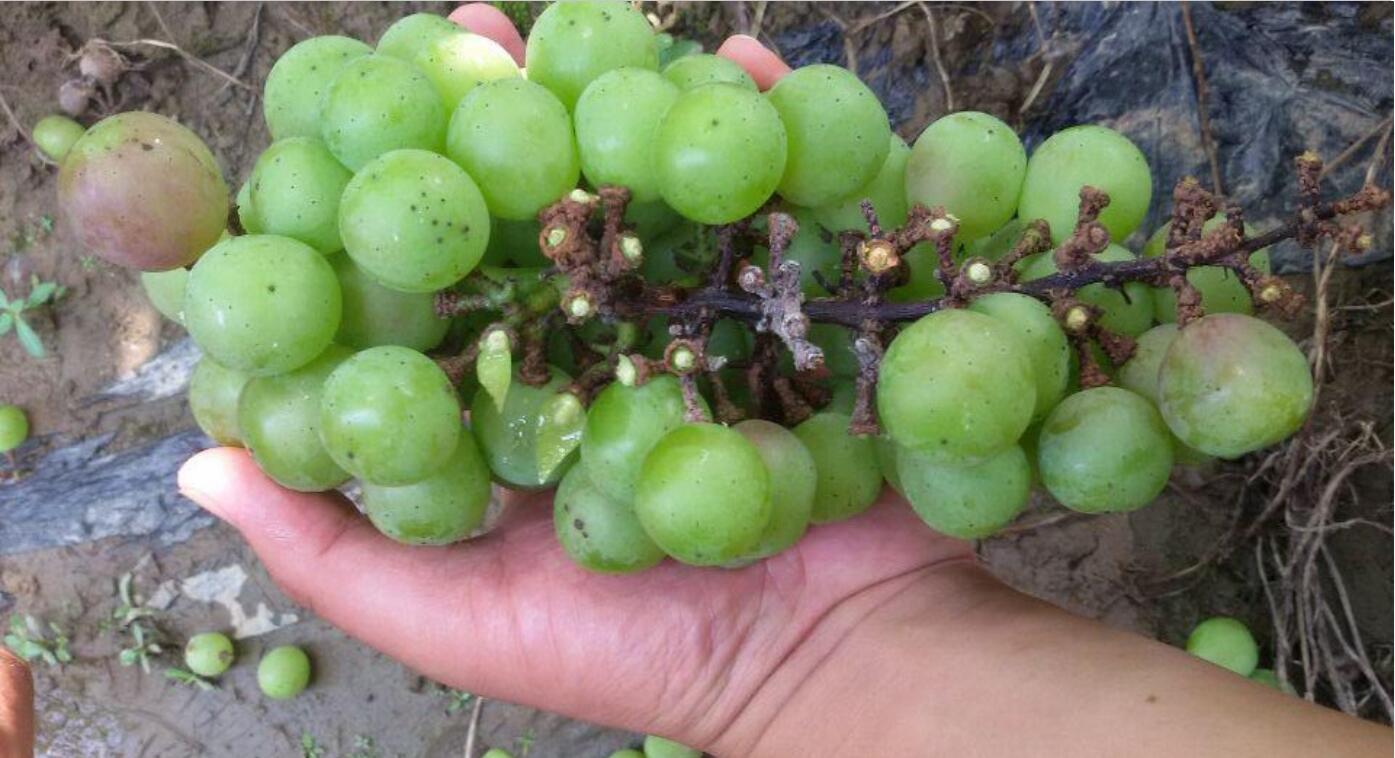 葡萄霜霉病发病规律,葡萄黑痘病的发病规律